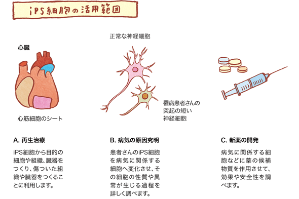 ips 001 1 - iPS細胞・再生医療関連株